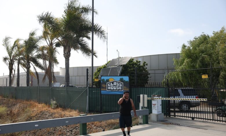 Worker Dies in US Immigration Raid on California Cannabis Farm